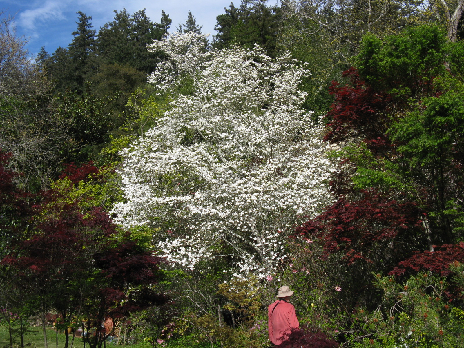 Cornus Florida